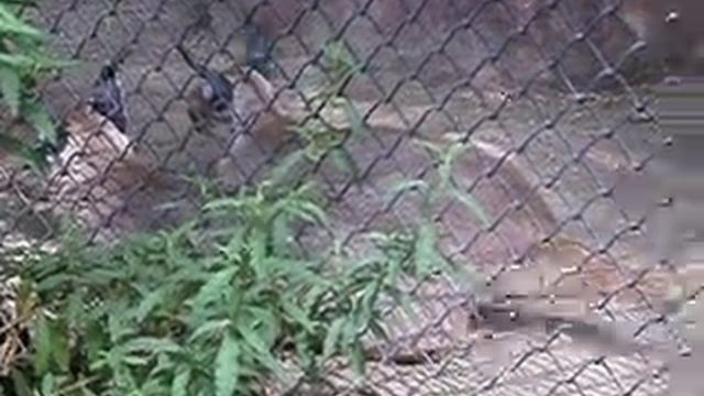 Caracals Wild Cats смотреть онлайн