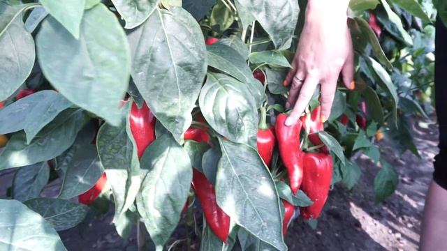 Селекция перцев 2023 от Агрофирмы "Сибирский сад" смотреть онлайн