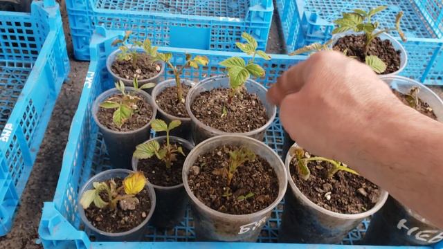 Результат укоренения крапивки малины. смотреть онлайн