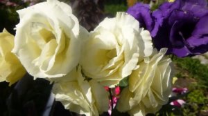 Эустома  отцветает, что делать дальше, как вызвать новую волну цветения и долго сохранить.