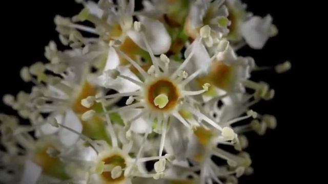 М. Дремлюга - Лірична пісня / Lyrical Song смотреть онлайн