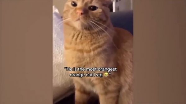 New Funny Videos 2023 ? Cutest Cats and Dogs ?