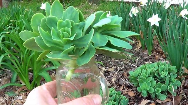 ??? #Очиток видный #седум - ? размножение смотреть онлайн