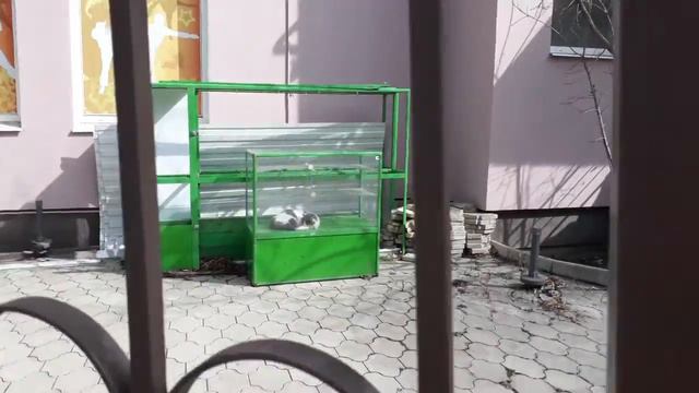 8 марта продолжение.........В гостях у бабушки смотреть онлайн