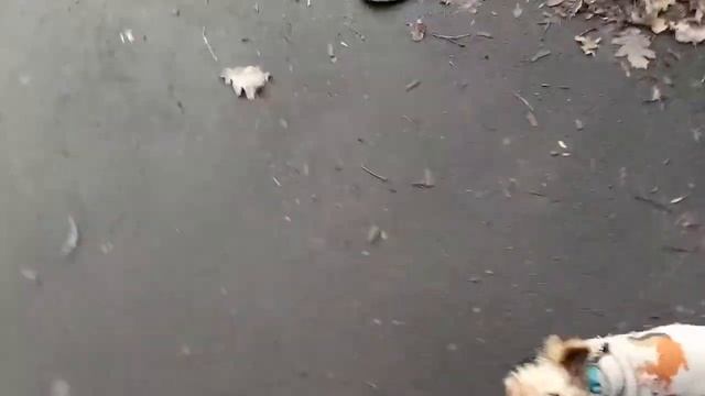 Первая прогулка в парке. Марси, щенок йорка 5 месяцев смотреть онлайн