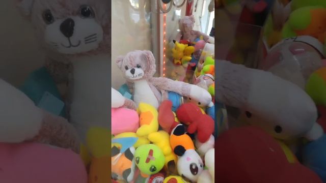 Кучерявый, толстый кот с разными глазами в автомате хватайка? смотреть онлайн