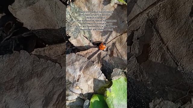 Божья коровка проснулась, ищет тлю смотреть онлайн