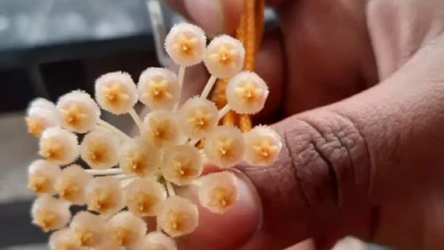 Hoya Collection/ Sale смотреть онлайн
