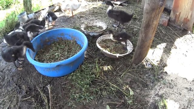 РАЦИОН КОРМЛЕНИЯ ДОМАШНИХ УТОК/Скрытая камера/ смотреть онлайн