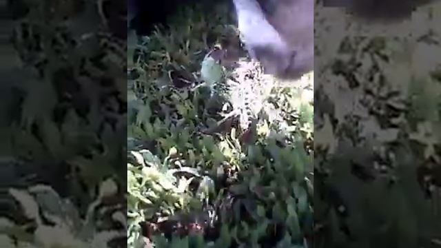 Кот Принц против зелёной ящерки смотреть онлайн