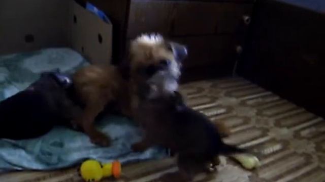 Brussels Griffon puppies/брюссельский гриффон щенки смотреть онлайн