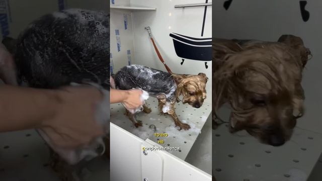 Стрижка йорка, до и после) смотреть онлайн