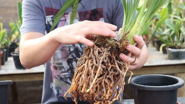 Como Replantar Orquídea Cymbidium | Dicas de Vaso e Substrato смотреть онлайн