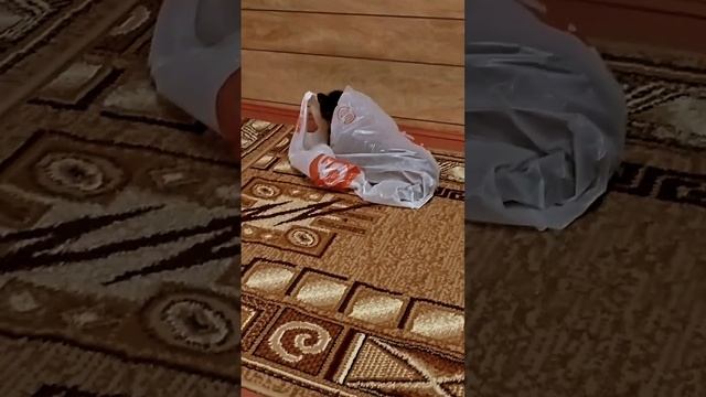 ?Вот так засыпал наш котик на даче #кот #мейнкун смотреть онлайн