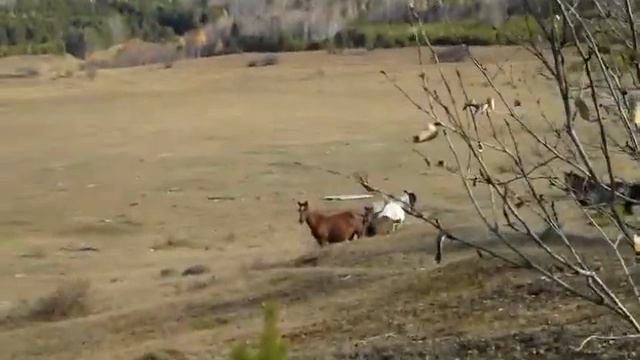 Бурятия. Из лесу вышли лошади.