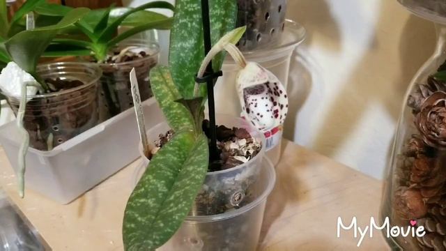 #Белатулум от бутона до цветка... за 15 дней..... смотреть онлайн