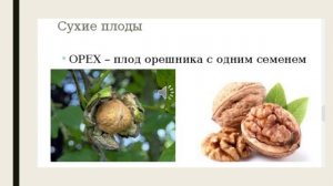 Разнообразие плодов биология 7 кл.mp4