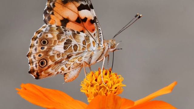"Melody" from the Gypsy Songs by A. Dvorak - Piano and Cello Edition HD Live April 2018 смотреть онлайн