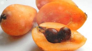 Как Выращивать Мушмулу Японскую В Домашних Условиях