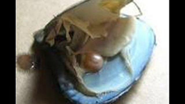 Как образуются жемчужины? смотреть онлайн