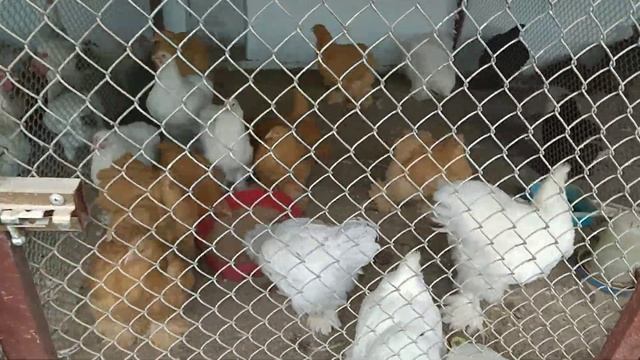 Хозяйство у Ирины, Фазаны,Куры,Индюки,Гуси смотреть онлайн