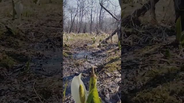 Лизихитоны. Камчатка. 16 мая 2023 смотреть онлайн