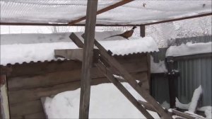 павлины и фазаны содержание зимой на улице