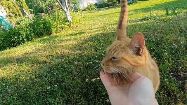 Лето 2023. Пионы в цвету. Прогулка по даче. смотреть онлайн