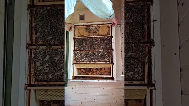 Наблюдательный улей... смотреть онлайн