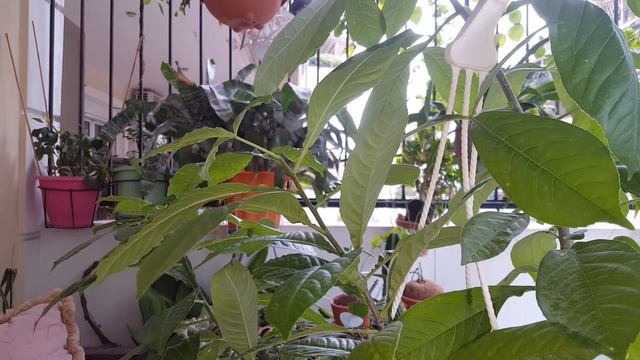 Баобабы(5месяцев)и Dioscorea elephantipes,Stephania cepharantha смотреть онлайн