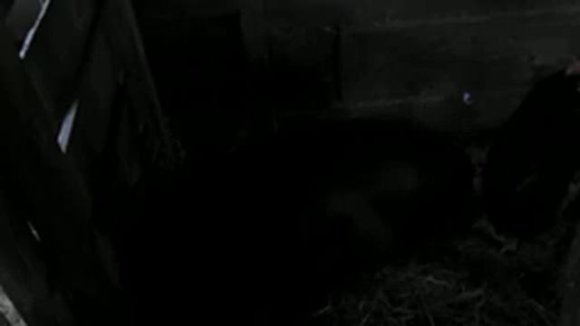 Жизнь без редактирования. Признаки пороса вьетнамской свиньи и рождения поросят. ЖИЗНЬ БОЛЬШОЙ СЕМЬ смотреть онлайн