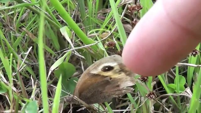 Meadow Brown смотреть онлайн