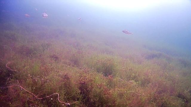 Озеро Увильды. Остров Морской. Подводная съёмка. смотреть онлайн