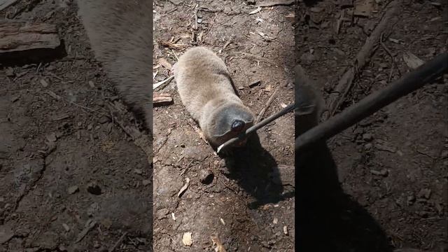 Чудо-зверь на передке. смотреть онлайн