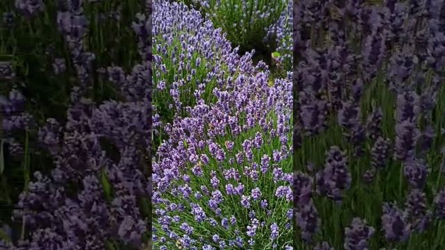 VID 20210710 122309 смотреть онлайн