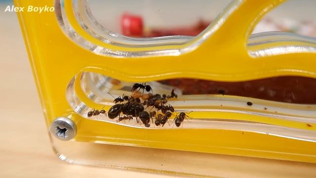 Новые муравьи сбежали из формикария! НО КАК? смотреть онлайн