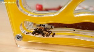 Новые муравьи сбежали из формикария! НО КАК?