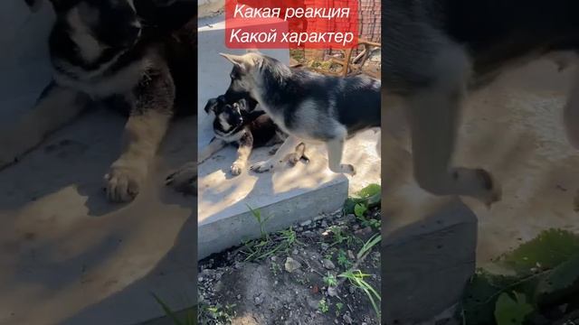 Какая реакция , Какой характер у щенка ВЕО овчарки #shorts #вео #щенок смотреть онлайн