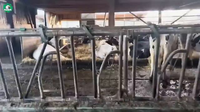 Giant Cow Farm 🐮 How Farmers Raise and Transport Millions of Giant Cows | Processing Factory смотреть онлайн