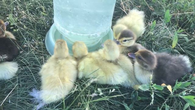 Целый Ящик Индоутят Спас от БЕЗУМНЫХ Мамаш / Вывод Индоутят смотреть онлайн