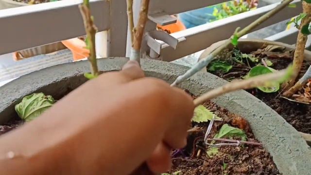 Grafting of Hibiscus,ixora,Boughanvilia plants смотреть онлайн