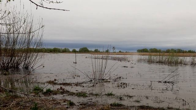 Селезни падали как камень, красивая охота с подсадной уткой смотреть онлайн