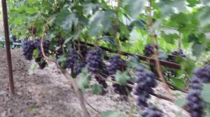 СТОЛОВЫЙ ВИНОГРАД - В ГОСТЯХ У МАСТЕРА.