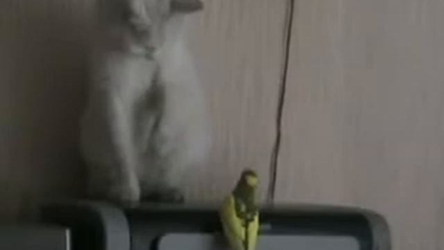 Кот и попугай Смотреть всем!!! смотреть онлайн