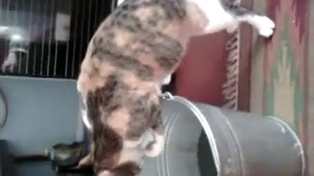 Кошка пьёт воду смотреть онлайн