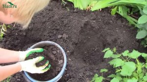 Посадка астильбы - 7 дач