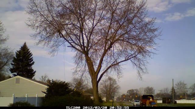 Silver Maple Tree Trimming Livonia, MI.mp4 смотреть онлайн