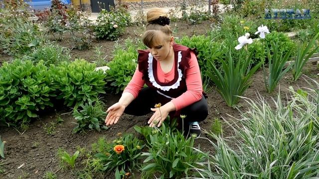 Гайлардия - цветы для клумб. Гайлардия посадка выращивание розмножение болезни полив цветение