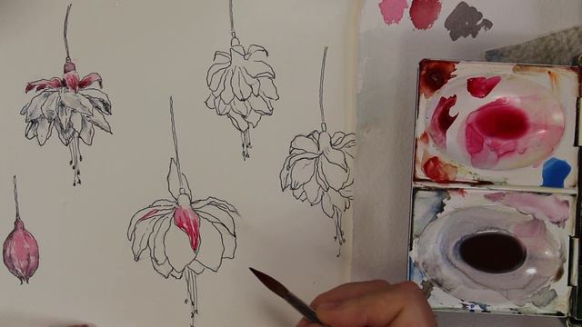 Fuchsia studie del 2 ( akvarellmålning) смотреть онлайн