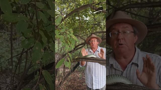 Смертельный взгляд бумсланга смотреть онлайн